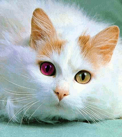 Cat whit funny eyes